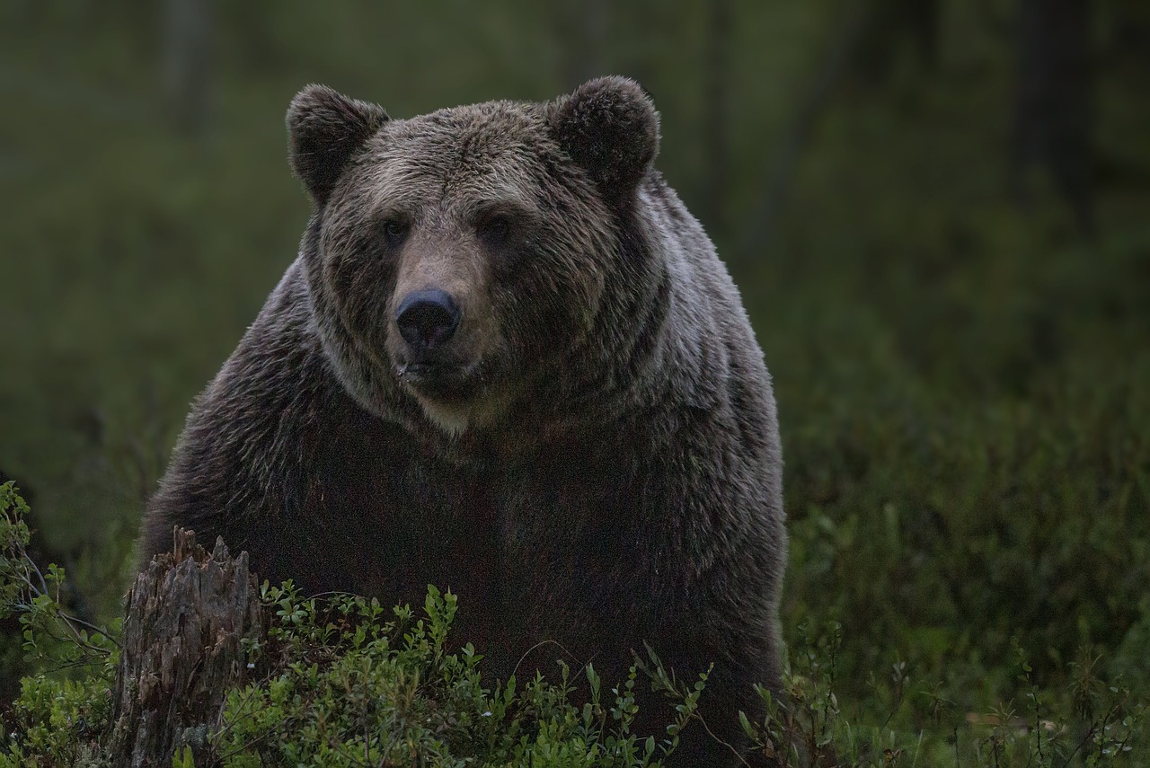 Sloth bear